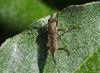 Tolmerus atricapillus